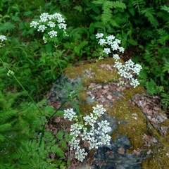 Anthriscus sylvestris