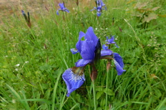 Iris sanguinea