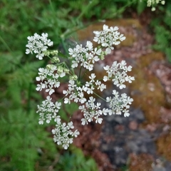 Anthriscus sylvestris