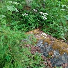 Anthriscus sylvestris