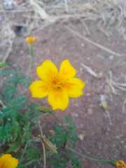 Tagetes lunulata