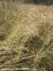 Deschampsia elongata