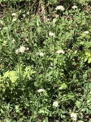 Valeriana californica