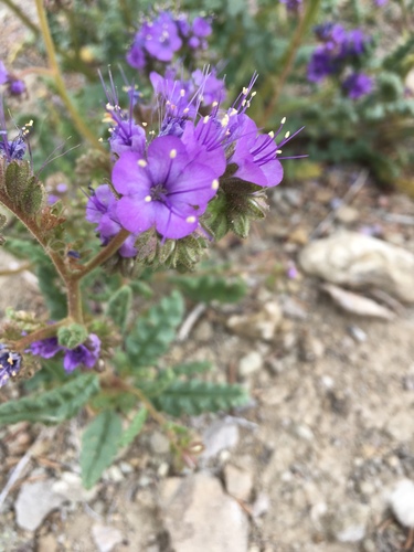 glandular phacelia (Phacelia glandulosa)