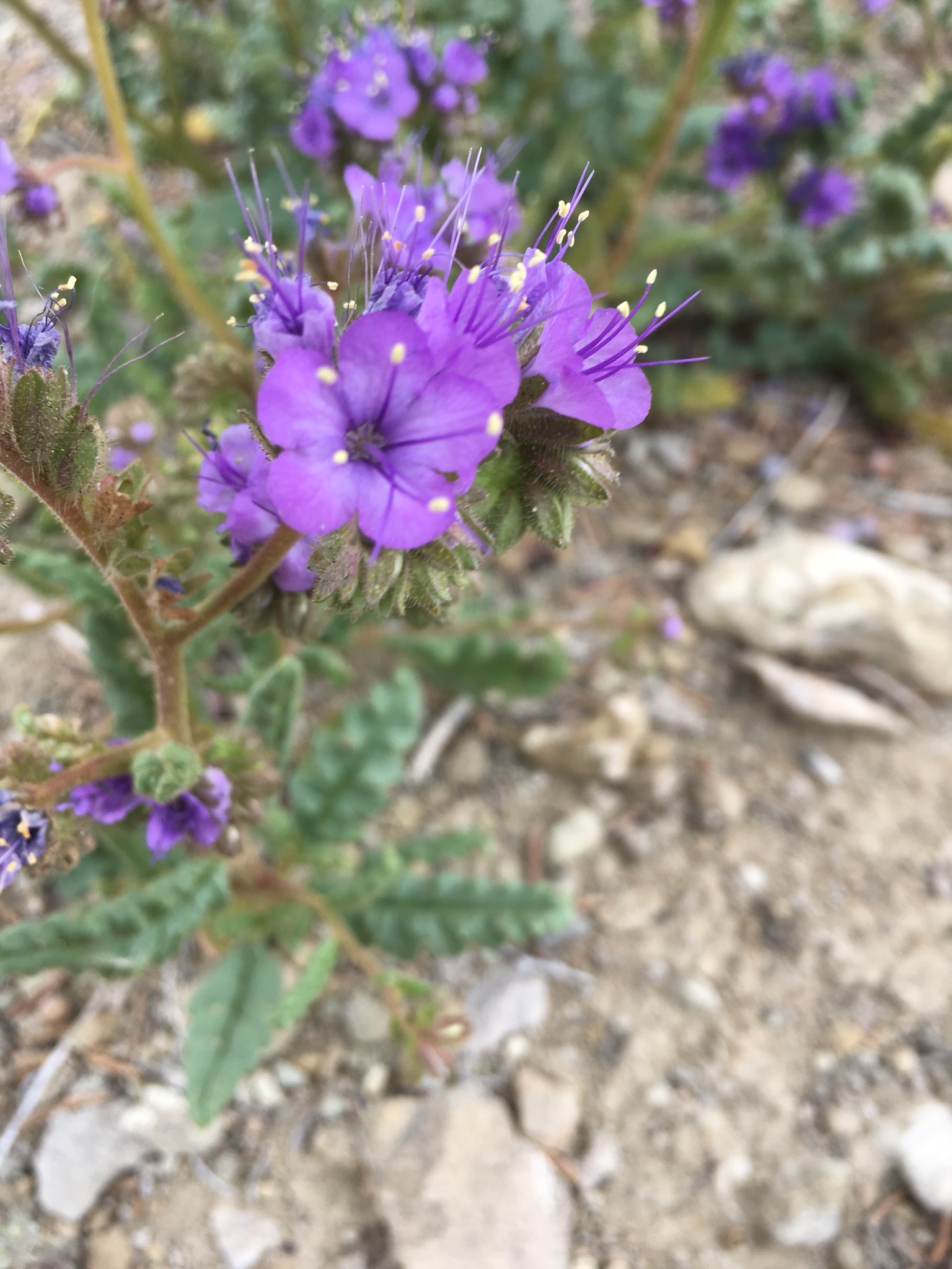 Phacelia glandulosa