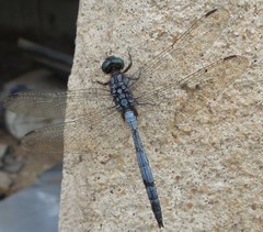 Orthetrum chrysostigma