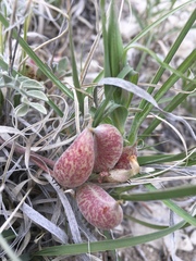 Astragalus chamaeleuce