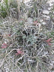 Astragalus chamaeleuce