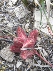 Astragalus chamaeleuce