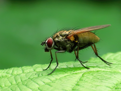 Hydrophoria lancifer