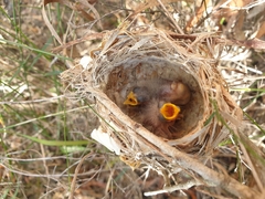 Lichmera indistincta