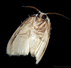 Niphopyralis chionesis