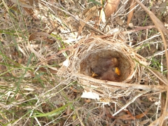 Lichmera indistincta