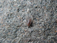 Willowsia nigromaculata