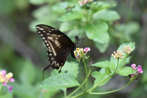 Ornythion Swallowtail