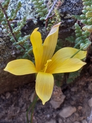 Romulea austinii