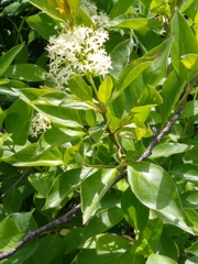 Cornus racemosa