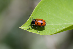 Cryptocephalus octopunctatus
