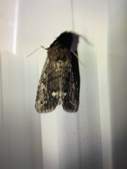 Melanchra pulverulenta