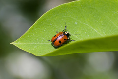 Cryptocephalus octopunctatus