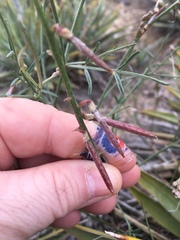 Astragalus convallarius