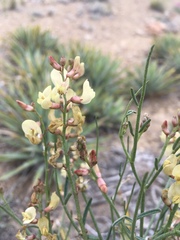 Astragalus convallarius