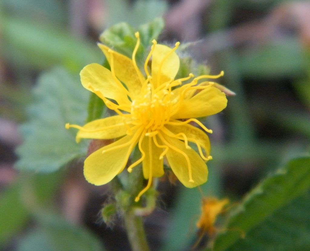 Corchorus hirtus