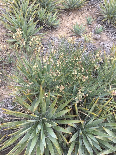 Astragalus convallarius var. convallarius