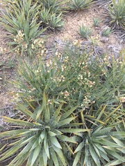 Astragalus convallarius