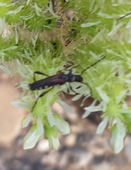 Stenopterus ater