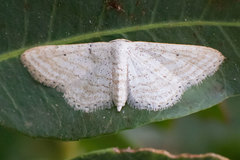 Idaea elongaria
