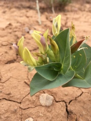 Astragalus asclepiadoides