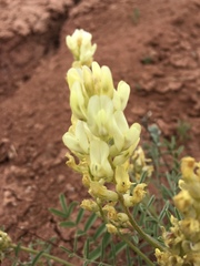 Astragalus flavus