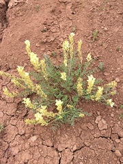 Astragalus flavus