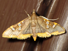 Prophantis adusta