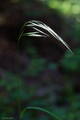 Bromus laevipes