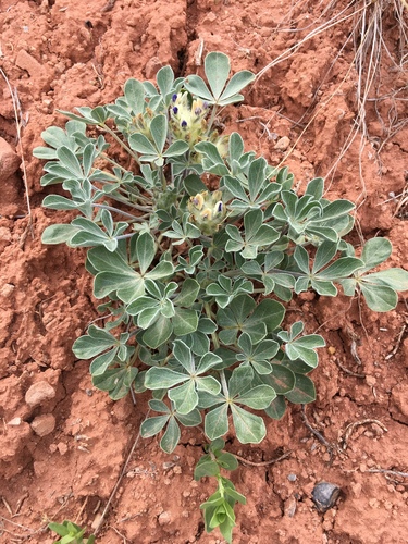 Pediomelum megalanthum var. megalanthum