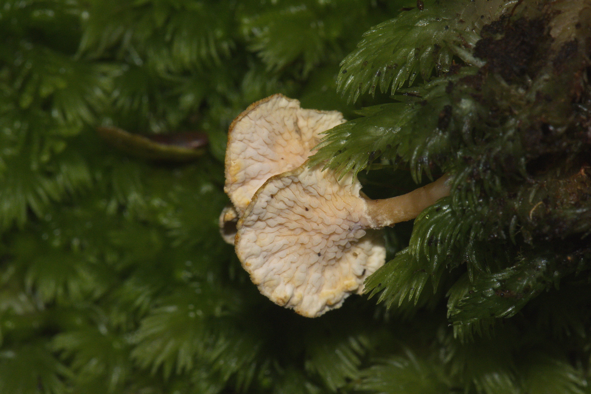 Amylocorticiaceae image