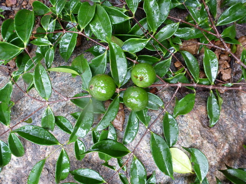 Memecylon ramosum