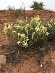 Astragalus hamiltonii
