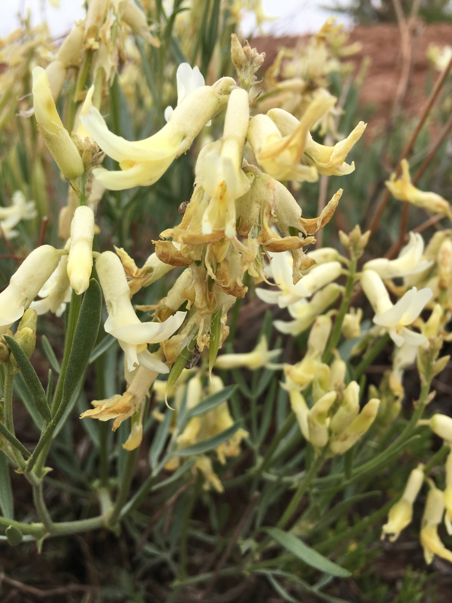 Astragalus hamiltonii