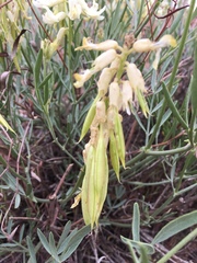 Astragalus hamiltonii