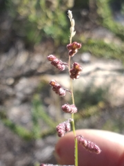 Urochloa serrata