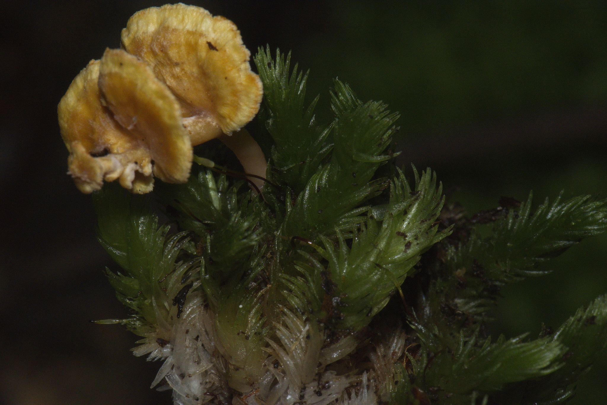 Amylocorticiaceae image