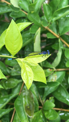Argia oculata