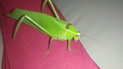 Stilpnochlora thoracica