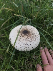 Macrolepiota colombiana