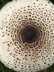 Macrolepiota colombiana