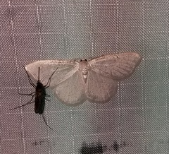 Protitame virginalis