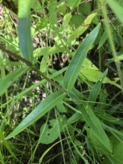 Gentiana puberulenta